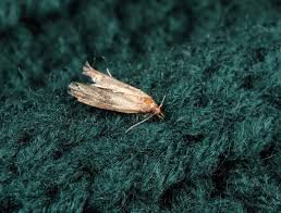 carpet moths on green carpet
