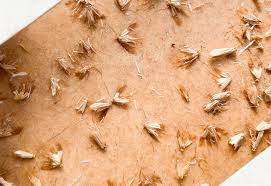 carpet moths on wool carpet