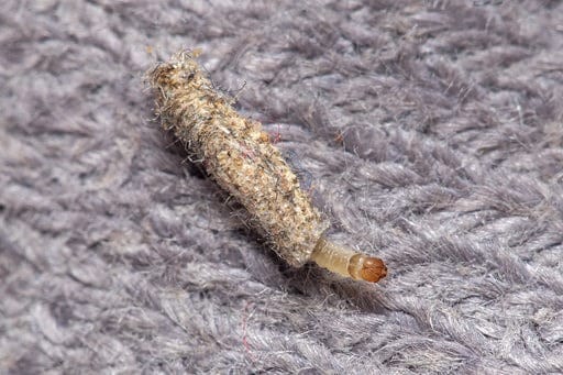carpet moths
